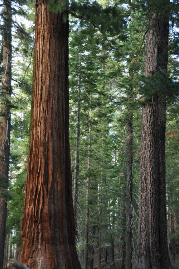 Depois de tantos meses, reencontro com as gigantescas sequoias, no Yosemite National Park, na Califórnia, nos Estados Unidos